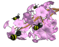 bijen op bloem
