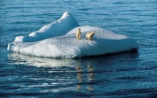 twee beren op een ijsschots
